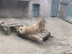 -西安秦岭野生动物园