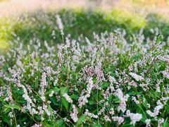 -洪湖生态旅游区