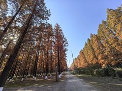 -黄海国家森林公园