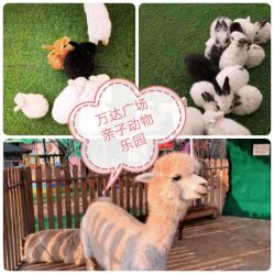 -萌宠亲子动物乐园(槐房万达店)