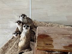 -海合安武汉极地海洋公园