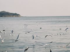 -栈桥海水浴场