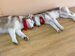 -Husky Go! 哈士奇体验馆·宠物咖啡厅狗咖