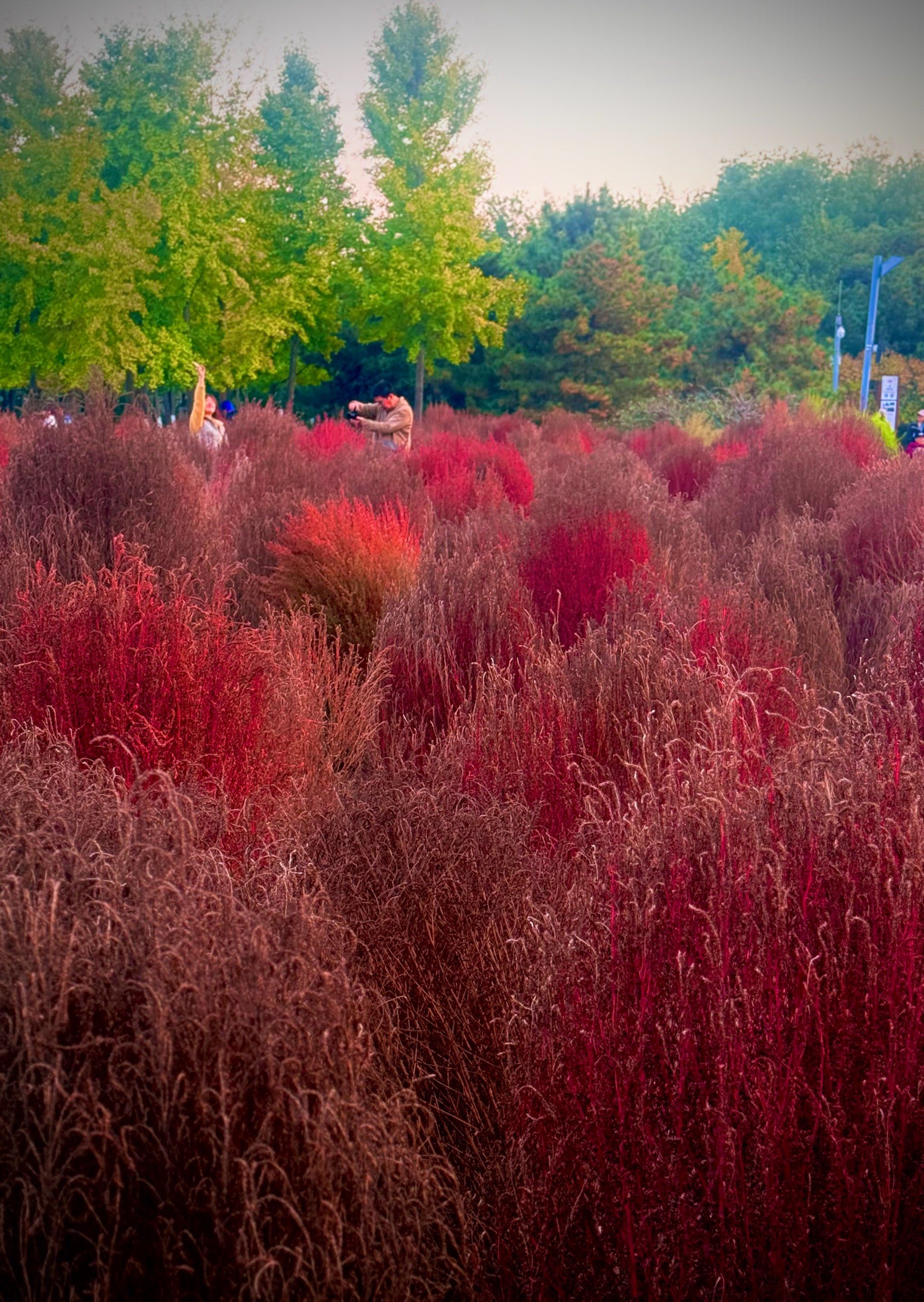 奥森北园的"莫奈花园" 🌟地肤草进入观赏期