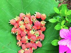 -铁山坪森林公园