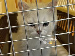 -艾贝尔宠物医院·24H转诊中心·肿瘤猫专科(江宁双龙店)