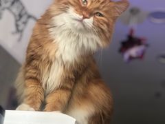 -平行世界·猫咖(首经贸店)