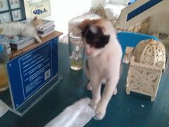 大堂-Sirena海妖日咖夜酒