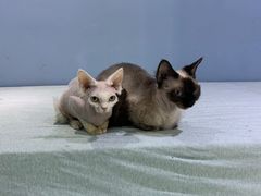 -喵的天空名猫咖啡馆·撸猫·猫舍·用品