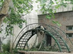 -成都动物园
