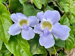 -广东中医药博物馆