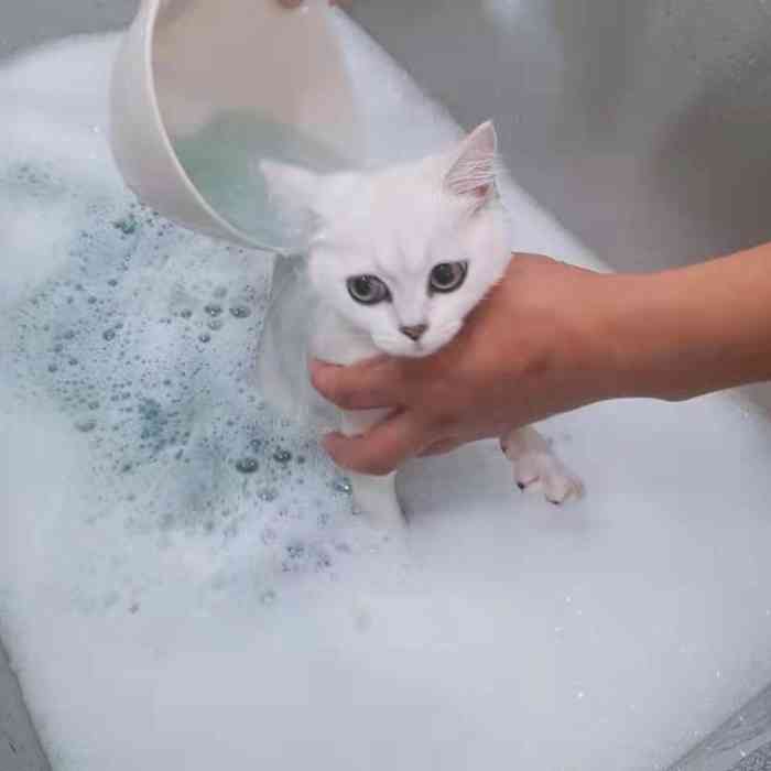 宠微星专业猫咪寄养洗护中心