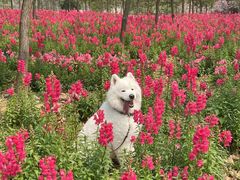 -天适樱花悠乐园