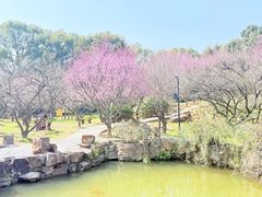 -香雪海