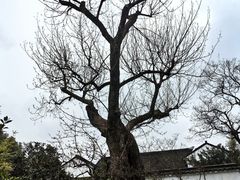 -拙政园