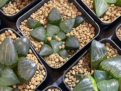 -瑞虹新天地月亮湾