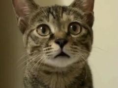 -美联众合动物医院(·中兽医·疑难杂症·严家桥分院)