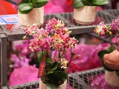 -越秀西湖花市(广州城市广场花卉店)