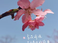 -顾村公园