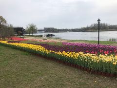 -杭州湾海上花田景区