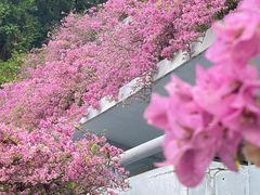 -深圳市中科院仙湖植物园