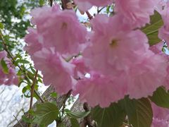 -长白岛森林公园