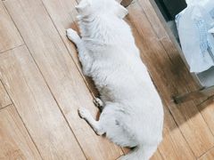 -瑞派·关忠动物医院·异宠专科·犬猫肿瘤·皮肤专科(望京店)