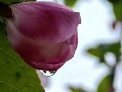 -海棠花溪(元大都城垣遗址公园)