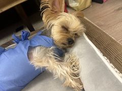 -美联众合动物医院·24h转诊中心