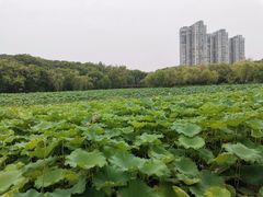 -高子水居