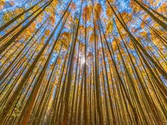 -山王坪喀斯特国家生态公园