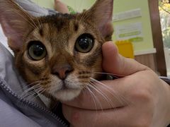 -瑞鹏宠物医院·宠保定点·心脏科·内科(御桥分院)