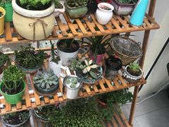 -白日梦奶茶