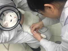 -中农大我爱我爱24h动物医院·中医针灸·猫专科·骨科医疗中心(双井店)
