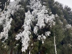 -武陵山森林公园