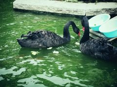 -行者书屋大堂吧 ·下午茶(南京圣和府邸酒店)