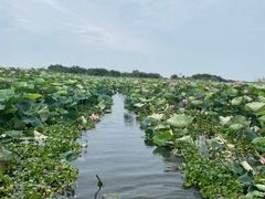 -洪湖生态旅游区