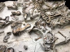 -自贡恐龙博物馆