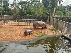 -海南热带野生动植物园