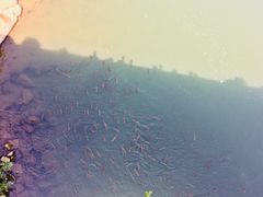 -武夷山风景名胜区-玉女峰