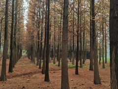 -上海佘山国家森林公园天马山园