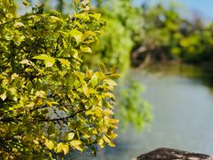 -吴淞炮台湾湿地森林公园烧烤区