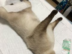 -灵美宠物诊所