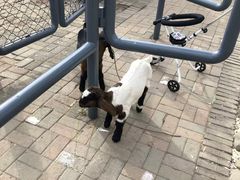 -长白岛森林公园