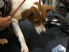 -PETKIT小佩宠物(古北店)