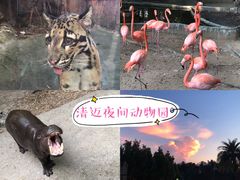 -清迈夜间动物园