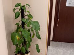-鲁宴·鲁煨黄河生态大鲤鱼(月坛店)