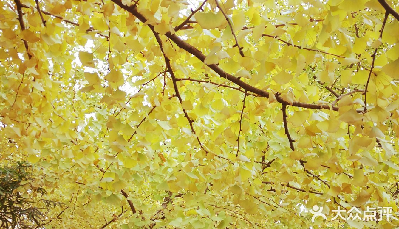这次来上海住在长风公园附近，清早起来去散散步