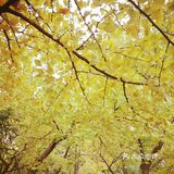 这次来上海住在长风公园附近，清早起来去散散步