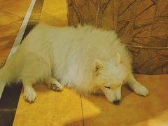 -more than meow吴止猫主题餐厅(承德 中船汇店)